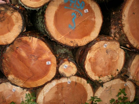 Forestry reforms a risk to investor confidence - Timberlands