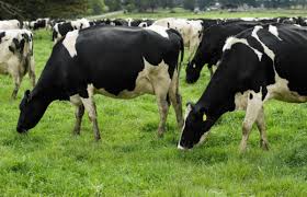 NZ dairy sector to tap into $1b of new agri funding