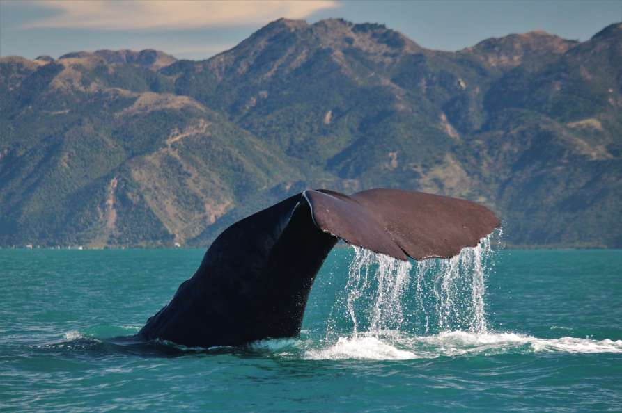 Whale Watch Kaikoura receives tourism grant