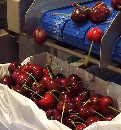 Cherry picking ramps up for Chinese New Year