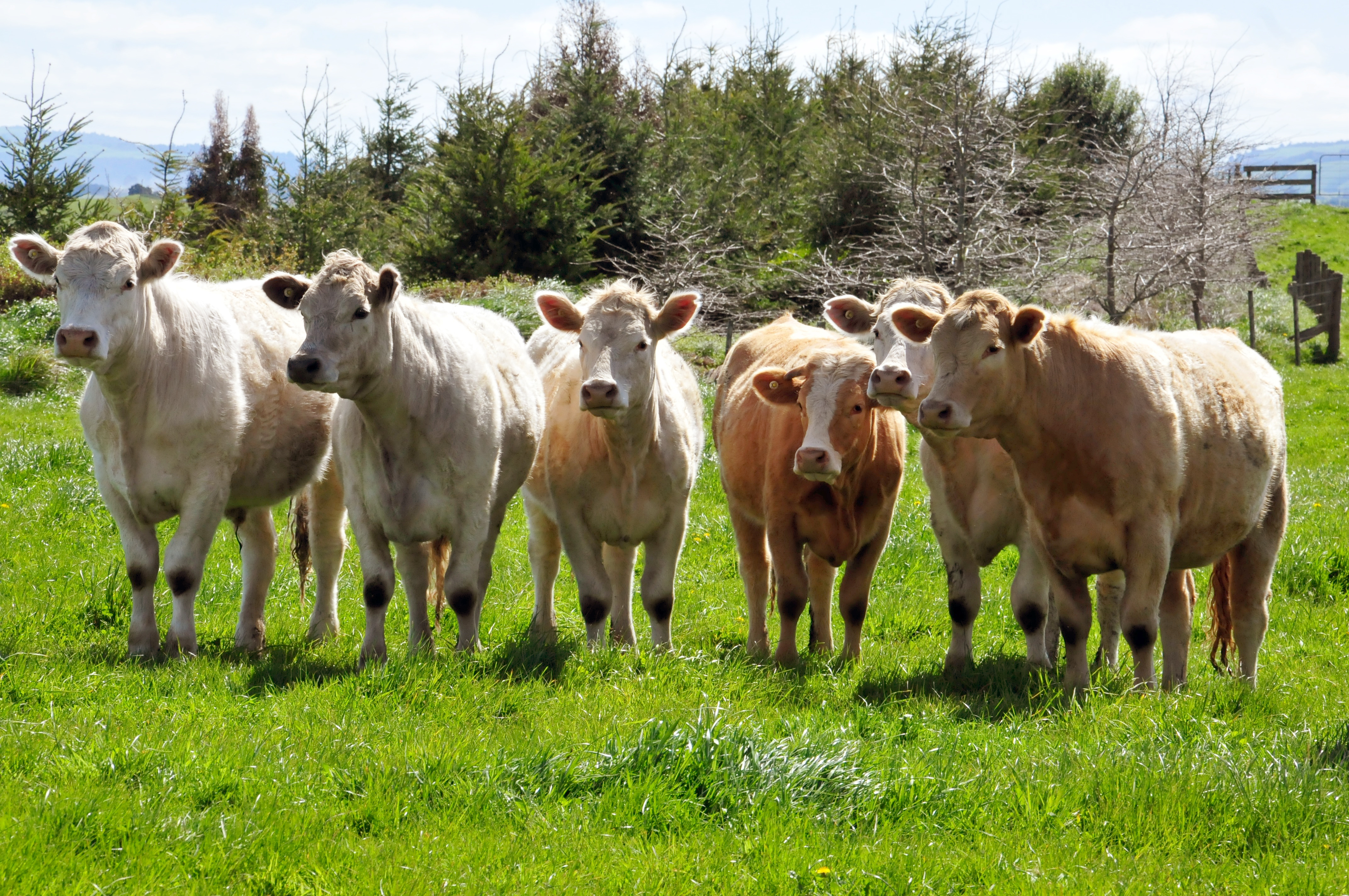 US beef producers leapfrog NZ for China access in new ...