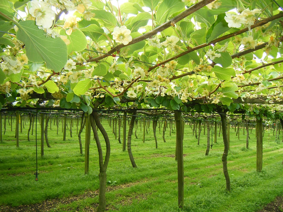 Kiwifruit growers have enough workers, for now