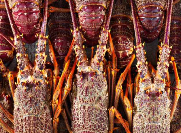 Gisborne lobster back on China's menu