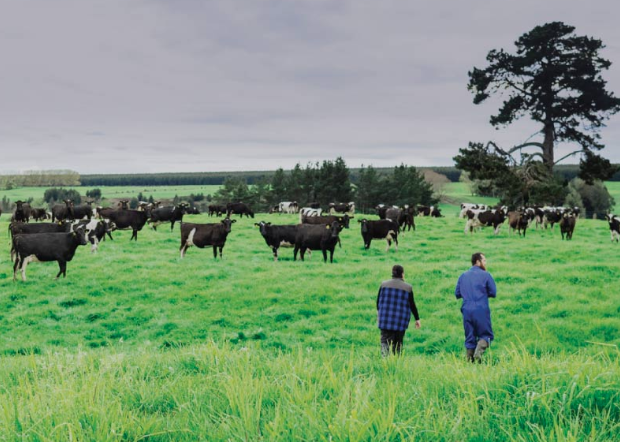Future of Fonterra farmer council being reconsidered